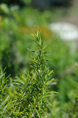 Fresh Organic flavoring Rosemary plants growing