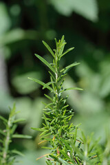 Fresh Organic flavoring Rosemary plants growing