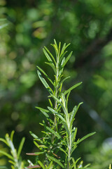 Fresh Organic flavoring Rosemary plants growing