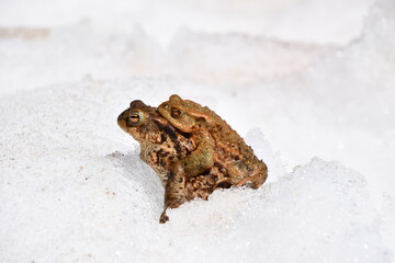 Common toads / European toads (Bufo bufo) on snow
