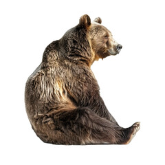 Fototapeta premium Bear isolated on transparent background