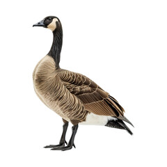 Gas isolated on transparent background