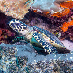 Fototapeta premium La pequeña tortuga me observa inquieta