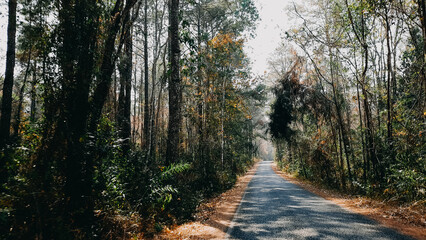path in the forest road nature