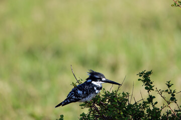 Pied Kingfisher in Masai Mara National park