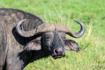 Portrait of an African buffalo