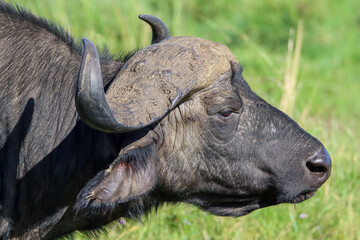 Close up of an African buffalo in masai mara national park