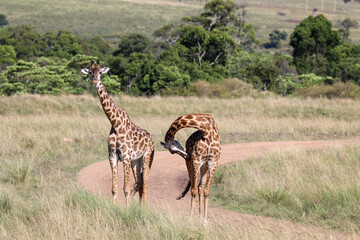 Two giraffes on an savannah country road