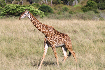 giraffe in the savannah