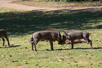 A pair of baby warthog playing