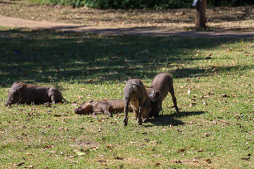 Baby warthog playing in the grass
