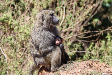 Baboon mother and baby sitting