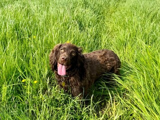 portrait of brown cocker spaniel dog in grass