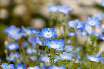 素敵なネモフィラの花畑