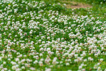 咲き誇るシロツメクサの花畑
