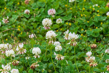 シロツメクサの花が咲いた