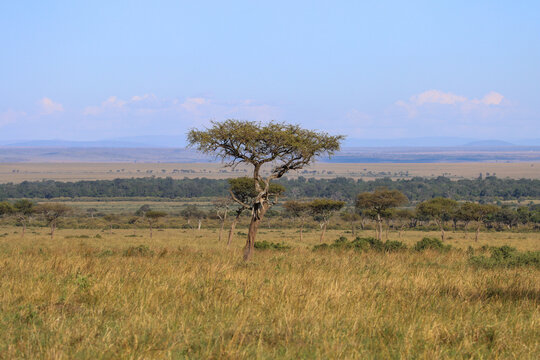 tree in the field with a cheetah