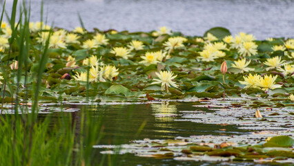 睡蓮咲き誇る美しい風景