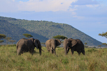 Three elephants gathering in Masai Mara, Kenya