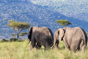 Beautiful safari picture with two African elephants