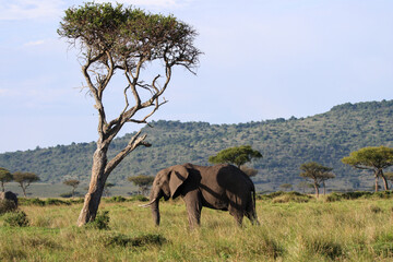 Fototapeta premium elephant in the savannah close to a tree