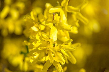 Spring natural background of the branches of the blooming Forsythia
