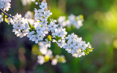 Cherry blossom branch in the garden in spring

