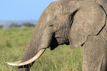 Close-up of an African elephant head