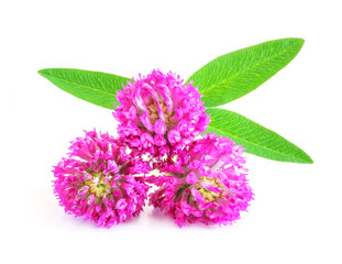 Clover flowers isolated on white background