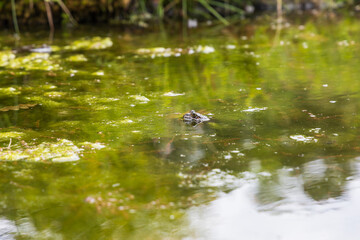 Frog on the surface of the pond. Close-up portrait of the head of a frog Toad - Bufo bufo. Big eyes, reflection on the surface and beautiful bokeh are visible.