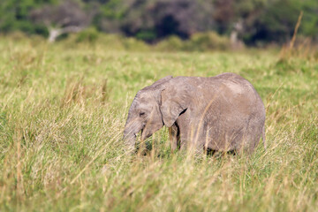 Fototapeta premium Baby elephant in the grass