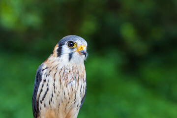 Beautiful little predator Sparrowhawk - Falco sparverius led by a falconer.