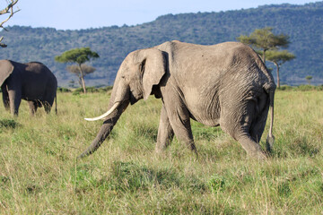 African elephant in Masai Mara, Kenya