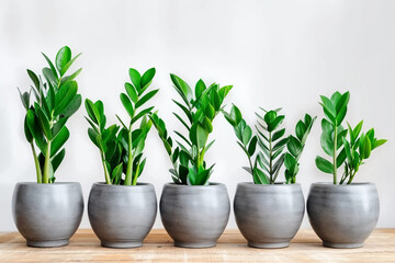 Row of gray ceramic pots with evergreen houseplants on a white background. Copy space.