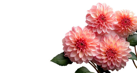 Wallpaper of Dahlia flowers on a Transparent background with copy space for text