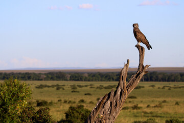 Savannah landscape with an brown snake eagle on a tree