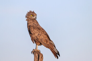 Semi-closed eye of a brown snake eagle