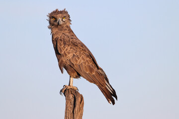 Close-up portrait of an brown snake eagle