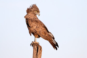 Portrait of a brown snake eagle