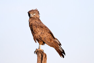 Brown snake eagle close-up