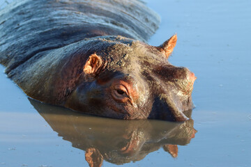 Half sinked head of a hippo in the water
