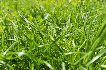 Grass close up
