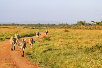 Zebras approaching on Masai Mara national park country road