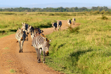 Herd of zebras approaching