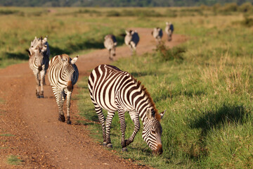 Fototapeta na wymiar Zebras in Masai Mara National Park