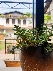 A serene setting featuring a succulent in a weathered pot with a blurred view of a rustic building in the background
