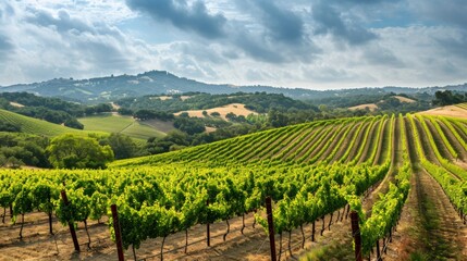 Fototapeta premium A picturesque vineyard with orderly rows of grapevines stretching across rolling hills