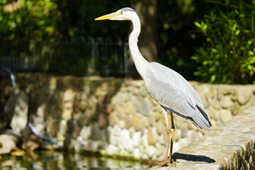 The Gray Heron (Ardea cinerea), is a wading bird of the heron family Ardeidae, native throughout temperate Europe and Asia and also parts of Africa. Walsrode Bird Park, Germany. 