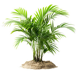 Obraz premium small palm tree on sand isolated png transparent background