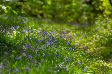 orchidée sauvage en sous bois de la Bretagne